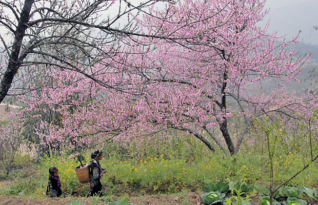 Best Time to Visit Vietnam?