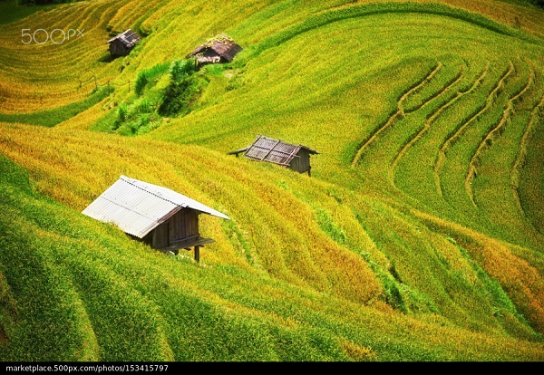 Rice fields on terraced of Mu Cang Chai, YenBai, Vietnam. Rice fields prepare the harvest at Northwest Vietnam.Vietnam landscapes.