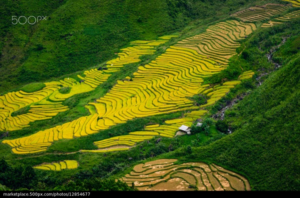 HOW IS RICE HARVESTED - VIETNAM HIGHLIGHTS TOUR