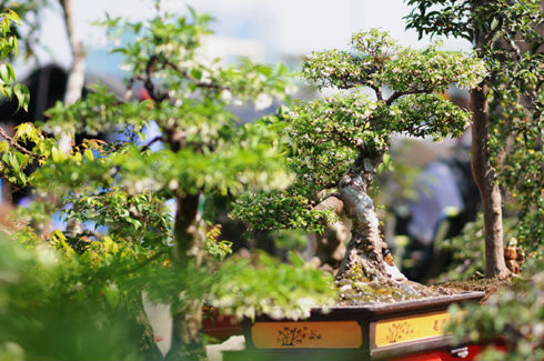 Shopping at bonsai street saigon