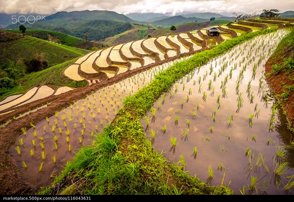 rice terraces In the rural mountain