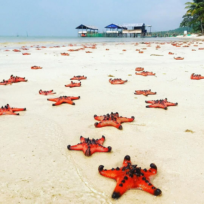 starfish in Phu Quoc 